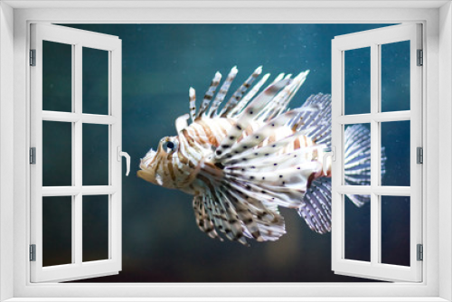 Fototapeta Naklejka Na Ścianę Okno 3D - colorful tropical fish