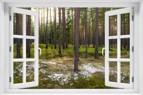Fototapeta Naklejka Na Ścianę Okno 3D - Pine trees in the park with green grass and islands of snow in e