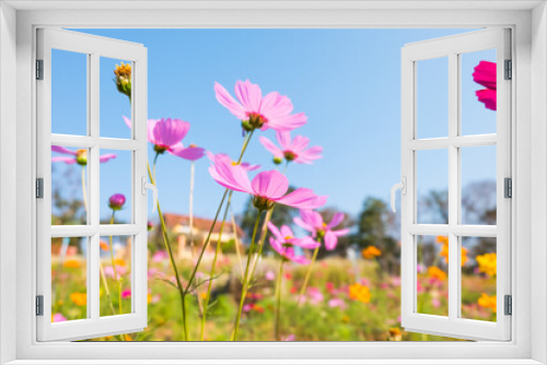 Fototapeta Naklejka Na Ścianę Okno 3D - Pink cosmos flower field in garden.