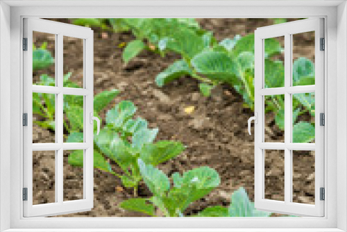 Fototapeta Naklejka Na Ścianę Okno 3D - Cabbage field