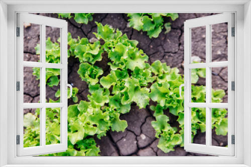 Fototapeta Naklejka Na Ścianę Okno 3D - Seed shoots on the beds. Small plant sprouts. Micro-green. Healthy vegetables and herbs. Agriculture and horticulture.