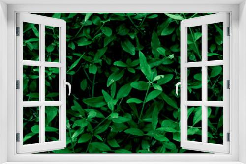 Fototapeta Naklejka Na Ścianę Okno 3D - Zielona roślina 