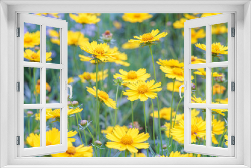 Fototapeta Naklejka Na Ścianę Okno 3D - Field of yellow flower Coreopsis lanceolata, Lanceleaf Tickseed or Maiden's eye blooming in summer. Nature, plant, floral background. Garden, lawn of lance leaved Coreopsis in bloom