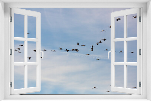Fototapeta Naklejka Na Ścianę Okno 3D - Migration of flock of cranes in the sky