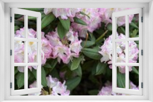 Fototapeta Naklejka Na Ścianę Okno 3D - gentle blooming flowers on a spring day in the park
