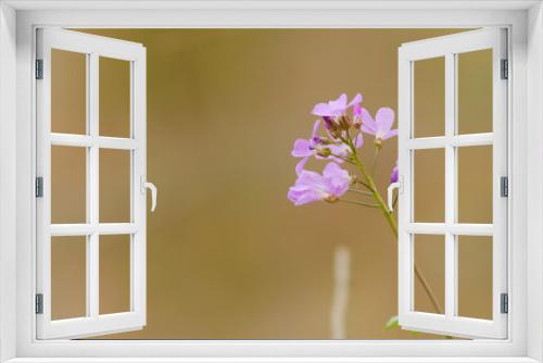 Fototapeta Naklejka Na Ścianę Okno 3D - First Spring Forest Flowers. Dentaria Bulbifera. Cardamine Bulbifera In The Forest In Blooming Time.
