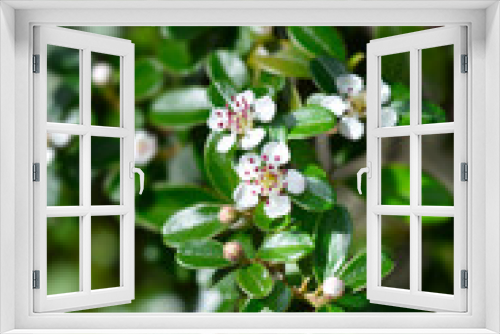 Fototapeta Naklejka Na Ścianę Okno 3D - Bearberry cotoneaster branch with flowers