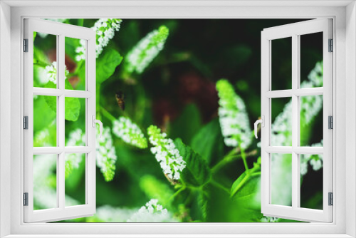 Fototapeta Naklejka Na Ścianę Okno 3D - The soil Aloysia virgata is well-drained and not waterlogged.
Apply organic fertilizers and irrigate normally Aloysia virgata Blooms all year round, the white flowers Aloysia virgata have a pleasant