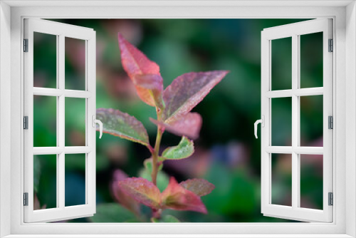 Fototapeta Naklejka Na Ścianę Okno 3D - Close up of pink and green leaves