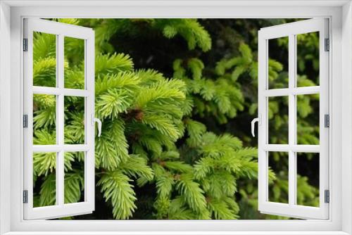 Fototapeta Naklejka Na Ścianę Okno 3D - close up of a pine needles