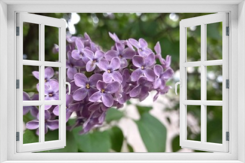 Fototapeta Naklejka Na Ścianę Okno 3D - close up of lilac flowers