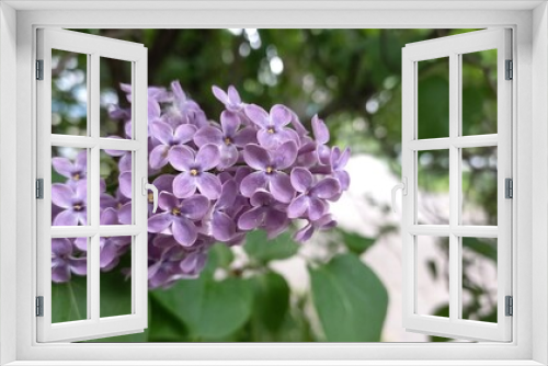 Fototapeta Naklejka Na Ścianę Okno 3D - lilac flowers in the garden