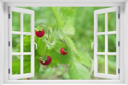 Fototapeta Naklejka Na Ścianę Okno 3D - Wild strawberries. Red and ripe wild red strawberry berries hanging on the bush in forest meadow in summer. Close up.