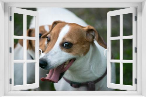 Fototapeta Naklejka Na Ścianę Okno 3D - jack russell terrier