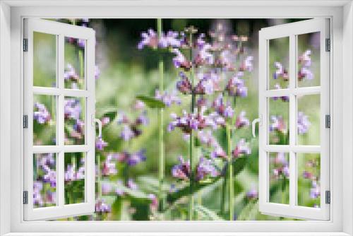 Fototapeta Naklejka Na Ścianę Okno 3D - 紫色のコモンセージの花（セージ）
