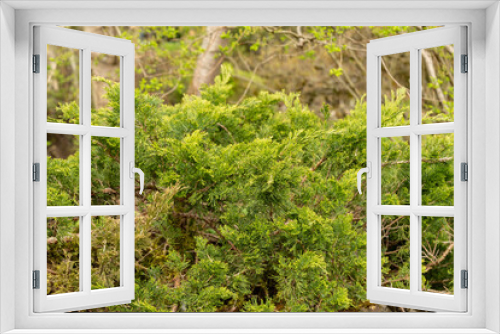 Fototapeta Naklejka Na Ścianę Okno 3D - Savin juniper or Juniperus Sabina plant in Saint Gallen in Switzerland