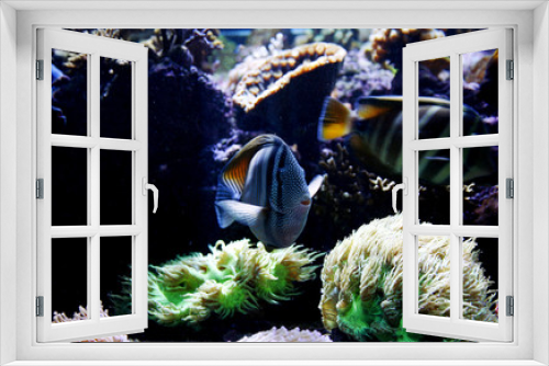 Fototapeta Naklejka Na Ścianę Okno 3D - fish tank