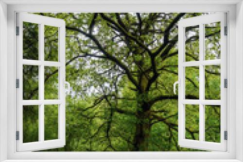 Fototapeta Naklejka Na Ścianę Okno 3D - Starke Bäume Dammelsberg am Rotenberg, nach Regen