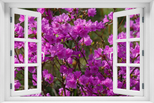 Fototapeta Naklejka Na Ścianę Okno 3D - Dahurian rhododendron or Azalea daurica ( lat. Rhododendron dauricum ) in bloom in srping time