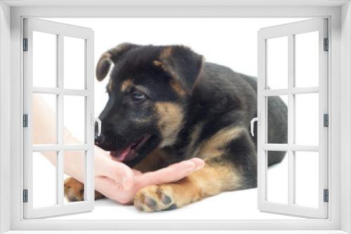 Fototapeta Naklejka Na Ścianę Okno 3D - Shepherd puppy and a human hand on a white background