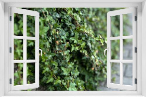 Fototapeta Naklejka Na Ścianę Okno 3D - Common ivy plant - Hedera helix. Spring urban greenery, lush climbing cover evergreens for fences and walls. Background.