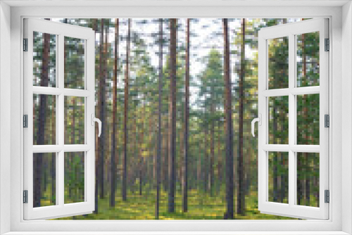 Fototapeta Naklejka Na Ścianę Okno 3D - Pine forest on summer day.