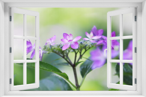 Fototapeta Naklejka Na Ścianę Okno 3D - 可愛い紫陽花
