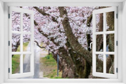 Fototapeta Naklejka Na Ścianę Okno 3D - 桜のアーチ