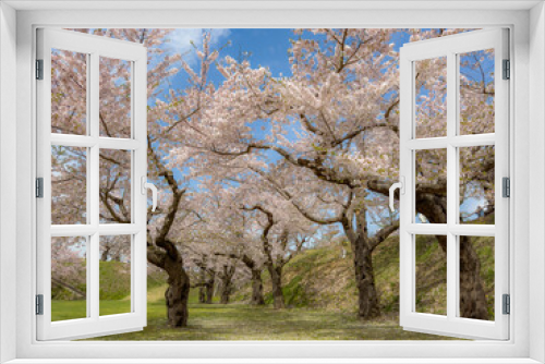 Fototapeta Naklejka Na Ścianę Okno 3D - Peach blossom landscape in full bloom