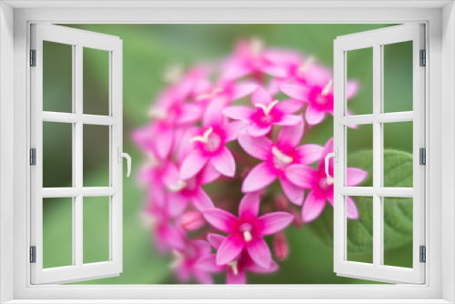 Fototapeta Naklejka Na Ścianę Okno 3D - Blurred pink flowers on green bokeh background