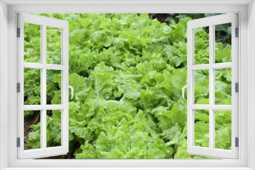Fototapeta Naklejka Na Ścianę Okno 3D - green lettuce vegetable of hydroponic cultivation