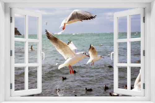 Fototapeta Naklejka Na Ścianę Okno 3D - The sea gulls