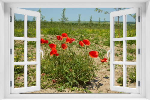 Fototapeta Naklejka Na Ścianę Okno 3D - Rapid red poppy flowering
