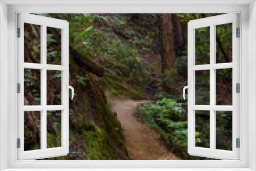 Fototapeta Naklejka Na Ścianę Okno 3D - an iconic an dreamy hiking path through the Muir Woods national monument forest near the coast in california