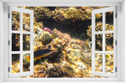 Fototapeta Naklejka Na Ścianę Okno 3D - Colorful inhabitants of the coral reef of the Red Sea. Undersea world. Sea fish.