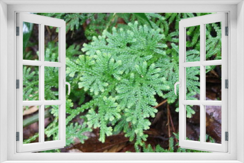 Fototapeta Naklejka Na Ścianę Okno 3D -  a close-up of a green plant with small, scale-like leaves. The leaves are arranged in two rows on either side of a central stem. The edges of the leaves are slightly curled inwards. The plant is grow