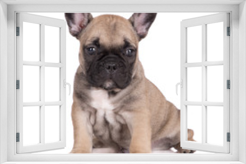 Fototapeta Naklejka Na Ścianę Okno 3D - one month old french bulldog puppy