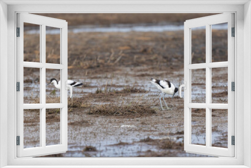 Fototapeta Naklejka Na Ścianę Okno 3D - Pied avocet Recurvirostra avosetta in a marsh in Brittany