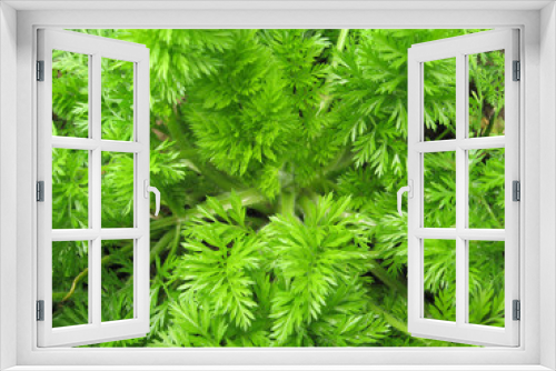 Fototapeta Naklejka Na Ścianę Okno 3D - carrot leaves