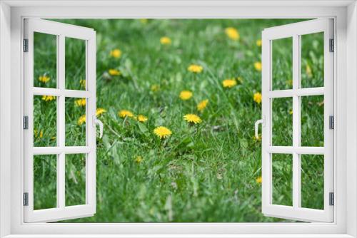 Fototapeta Naklejka Na Ścianę Okno 3D - Dandelions are shown on un mowed grass