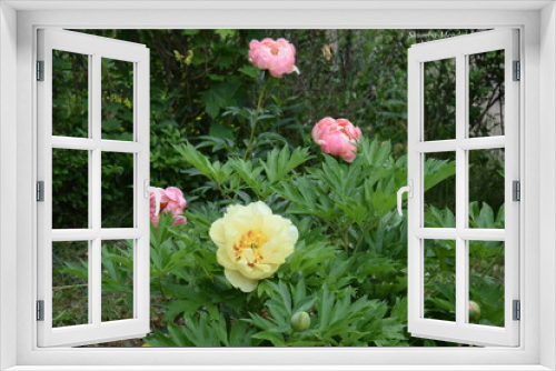 Fototapeta Naklejka Na Ścianę Okno 3D - pink and yellow peonies in garden