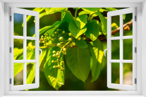 Fototapeta Naklejka Na Ścianę Okno 3D - Enjoy the beauty of delicate flower buds in early spring. Promises a season of growth and renewal of nature. Bird cherry symbolizes new beginnings and new beginnings.
