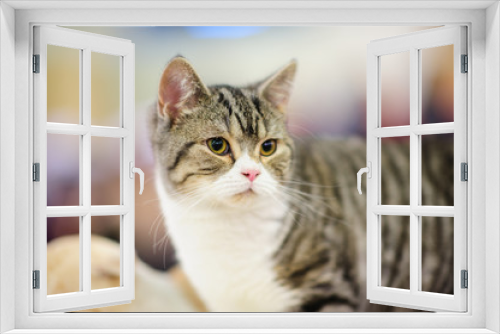 Fototapeta Naklejka Na Ścianę Okno 3D - funny cat