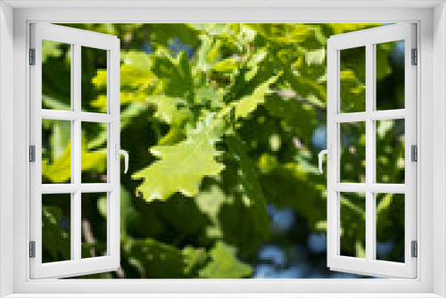 Fototapeta Naklejka Na Ścianę Okno 3D - Dąb, drzewo, gałęzie.