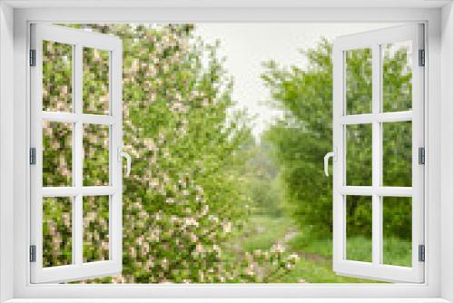 Fototapeta Naklejka Na Ścianę Okno 3D - Apple garden with blossom apple trees. Countryside landscape. High quality photo