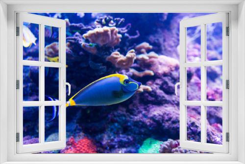 Fototapeta Naklejka Na Ścianę Okno 3D - Colorful fish in aquarium