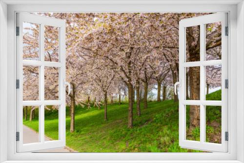 Fototapeta Naklejka Na Ścianę Okno 3D - Beautiful cherry blossom trees in Langelinie park in Copenhagen, Denmark
