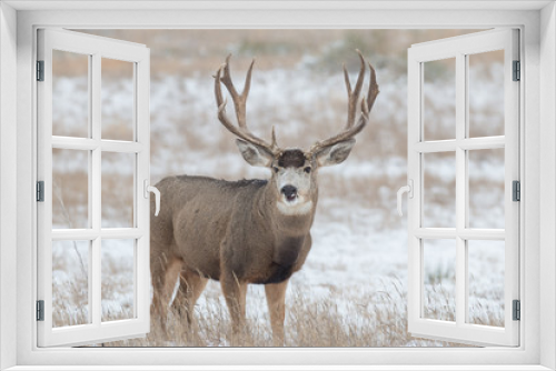 Fototapeta Naklejka Na Ścianę Okno 3D - Mule Deer Buck in snow
