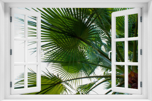 Fototapeta Naklejka Na Ścianę Okno 3D - Palm trees background. Coconut palm trees, beautiful tropical background