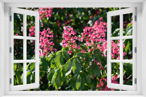 Fototapeta Naklejka Na Ścianę Okno 3D - Nahaufnahme einer blühenden roten Kastanie